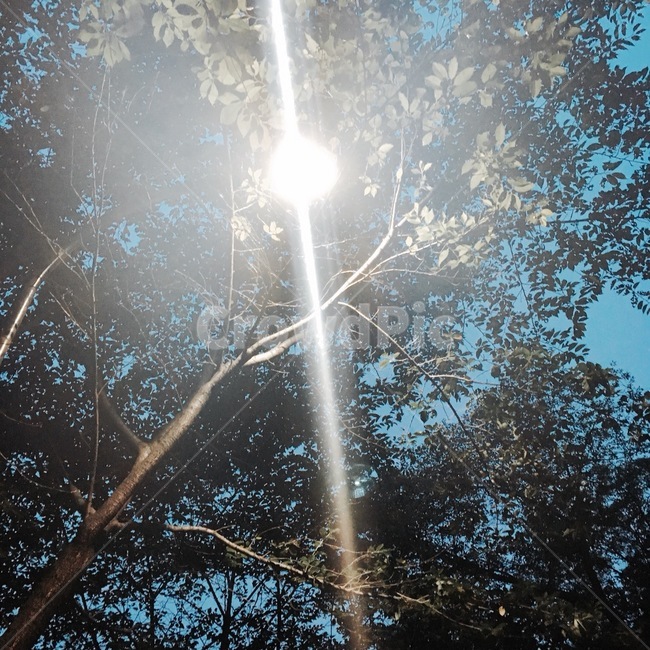 가로등,하늘,저녁,초저녁,풍경,맑음,야경,밤,풍경,nightscape,night,landscape,식물,자연,plants,nature,나무,trees,wood,light,빛,flare,플레어,sunlight,햇빛