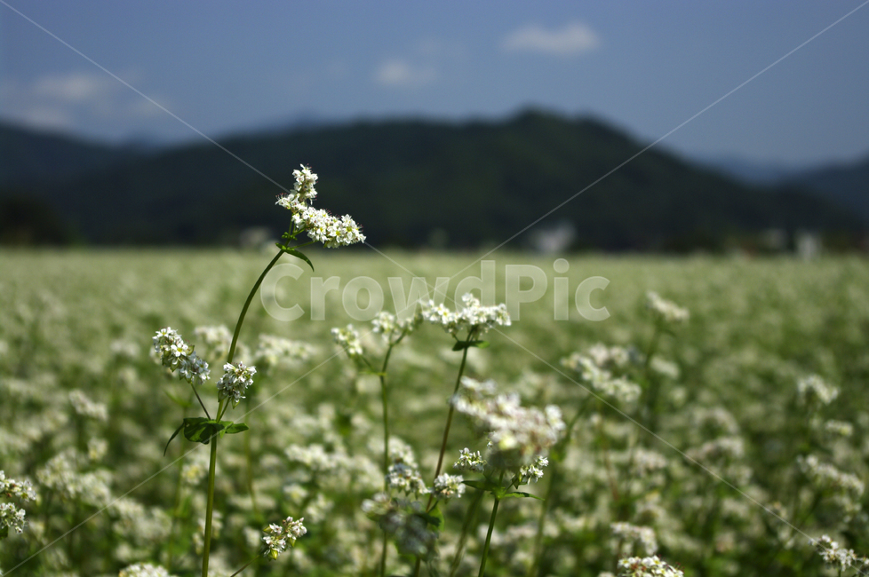 메밀밭,꽃,꽃밭,메밀꽃,flower,식물,자연,plants,nature,꽃,flower