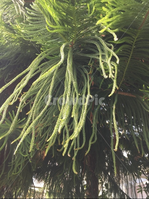 나무,소나무,초록,연두,식물,tree,plant,가을