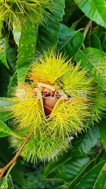 heat,pod,seed,thorn,nature,fruit,tree,brown,nut,chestnut,leaf,flower,shell,plant,season,edible,autumn,sweet,fresh