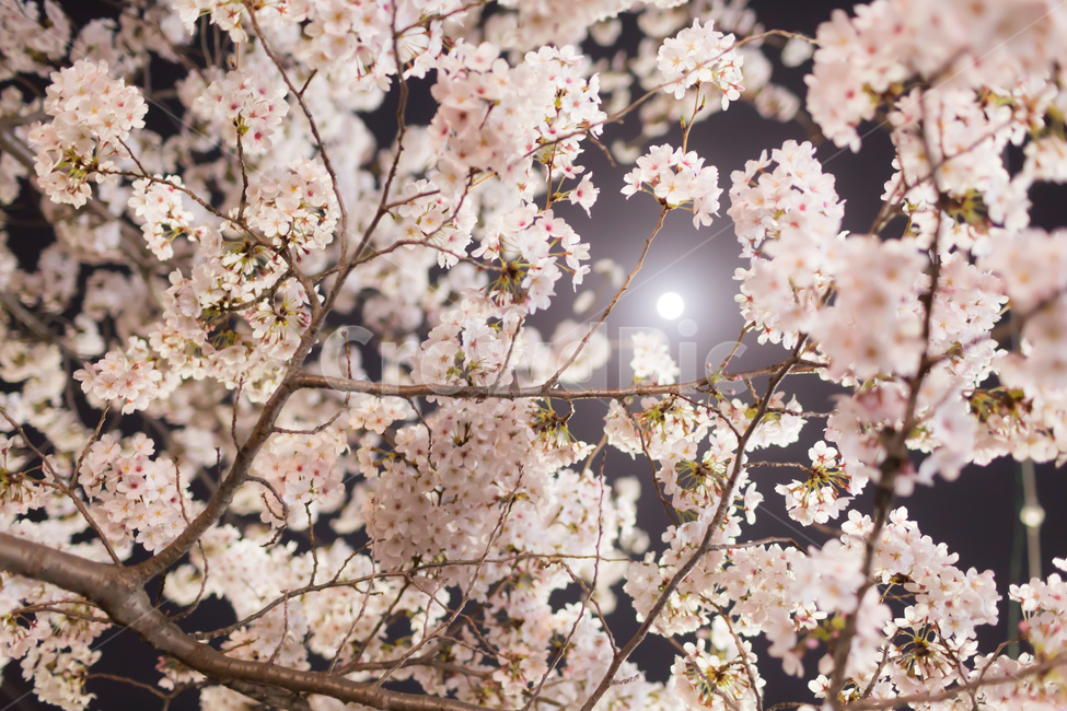 봄,벚꽃,축제,야경,풍경,spring,cherryblossome,festival,nightview,landscape,소풍,picnic,봄,계절,spring,season,야경,밤,풍경,nightscape,night,landscape,식물,자연,plants,nature,꽃,flower,plant,blossom