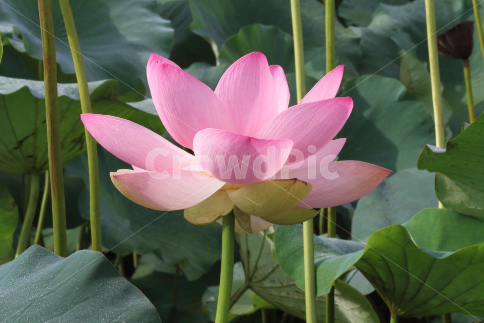 연,연꽃,식물,약용식물,lotus,식물,자연,plants,nature,꽃,flower