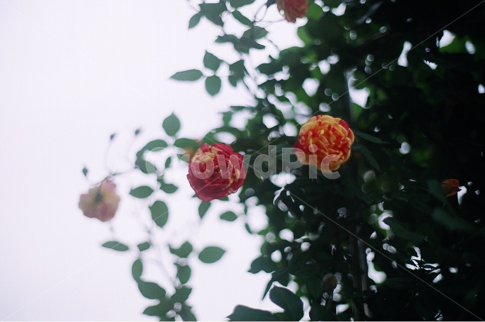 장미,하늘,빛,나무,나뭇잎,식물,꽃,식물,자연,plants,nature,꽃,flower,감성,sensible,feeling