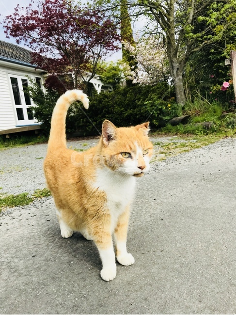 외국,고양이,길냥이,동물,귀여움,동물,animal,포유류,mammal,고양이,cat,kitten,kitty