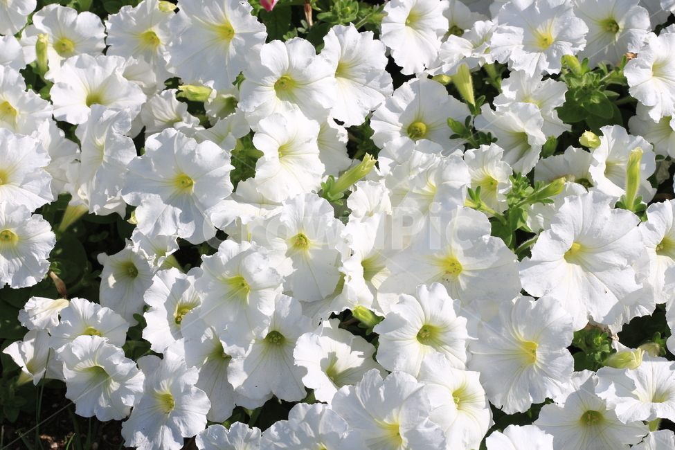 흰꽃,꽃,식물,철쭉,순수한,식물,자연,plants,nature,꽃,flower