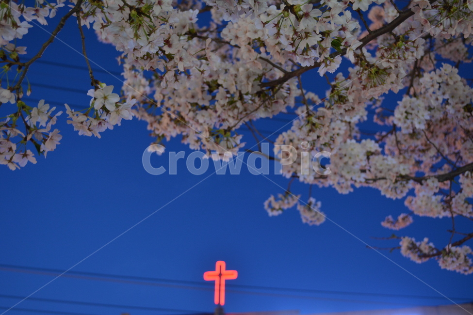 꽃,벚꽃,십자가,저녁,flower