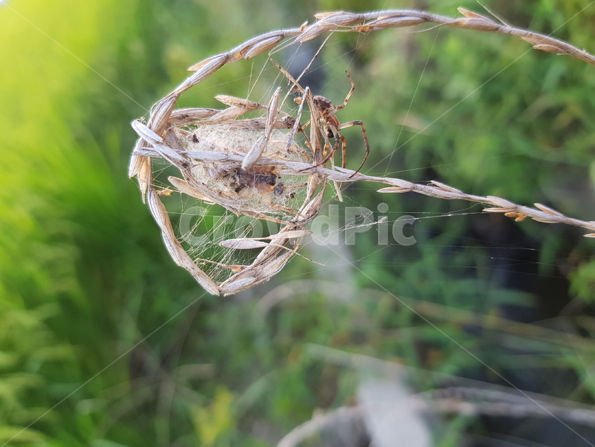 거미,자연,곤충,거미줄,논,거미집,곤충,벌레,insect,bug
