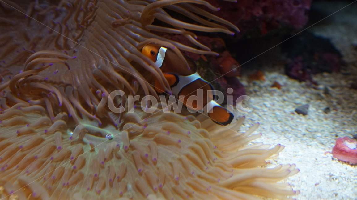 해양생물,니모,감성,ocean,대양,sea,바다,water,물,outdoors,옥외,nature,자연,invertebrate,무척추동물,sealife,animal