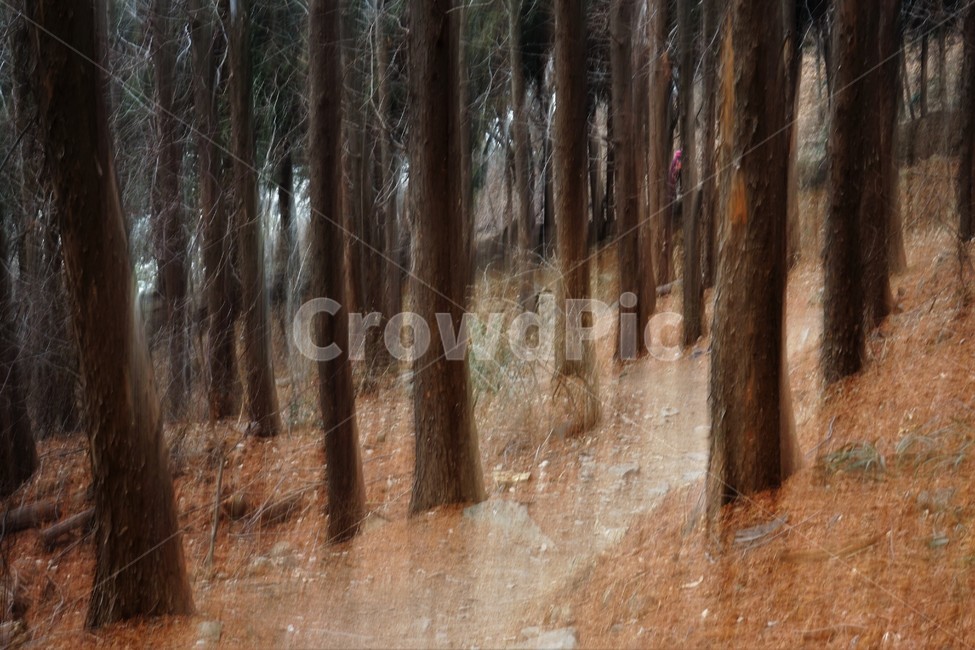 장노출,메타세콰이어숲,나무,자연,환상적,몽환적,배경사진,trees,nature,shutterspeed,longexposure,fantastic,자연,풍경,nature,landscape,tree,plant,식물