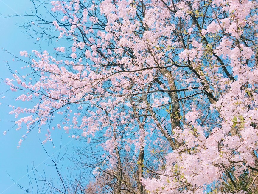 봄,벚꽃,하늘,핑크,분홍,봄,계절,spring,season,식물,자연,plants,nature,꽃,flower,색깔,색상,색채,색감,color sense,color sensitivity,feeling of color,plant,blossom