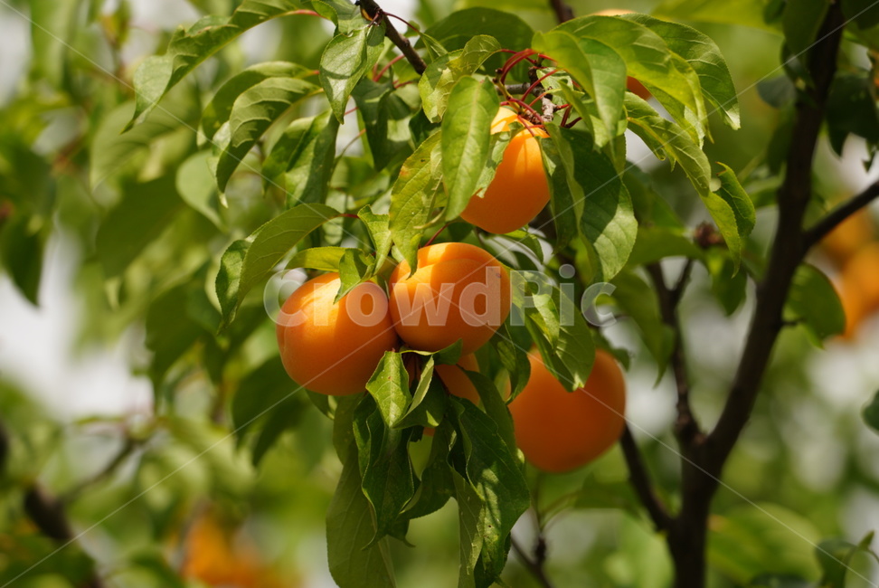 잘익은,노란색,살구,과일,나무,여름,계절,식물,선명한,자연,abricot,nature,plants,tree,season,summer