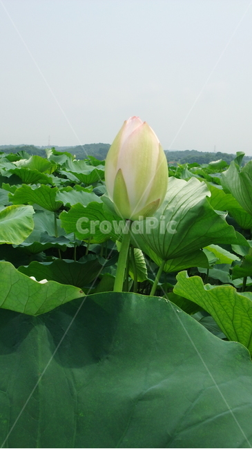 연,연꽃,연잎,자연,식물,로터스,lotus,leaf,nature,plants,습지,꽃,flower,꽃봉오리