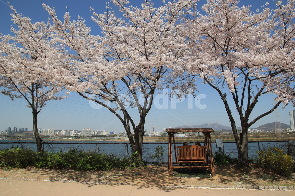 봄,꽃,벚꽃,공원,하늘,spring,flower,park,sky,blue,봄,계절,spring,season,자연,풍경,nature,landscape,plant,식물