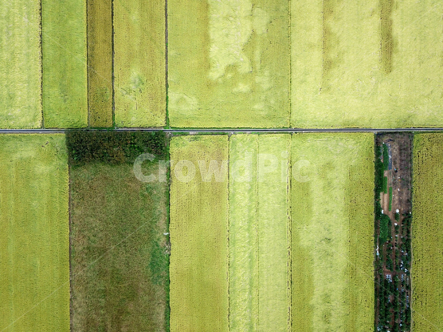 논,상자,직선,자연,풍경,ricepaddy,nature,box,landscape,straightline,산업,industry,industrial,농업,농사,agriculture,farming,farming industry