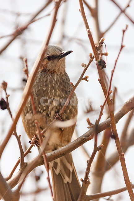 새,부리,조류,야생생물,날개,깃털,동물,animal,조류,새,birds