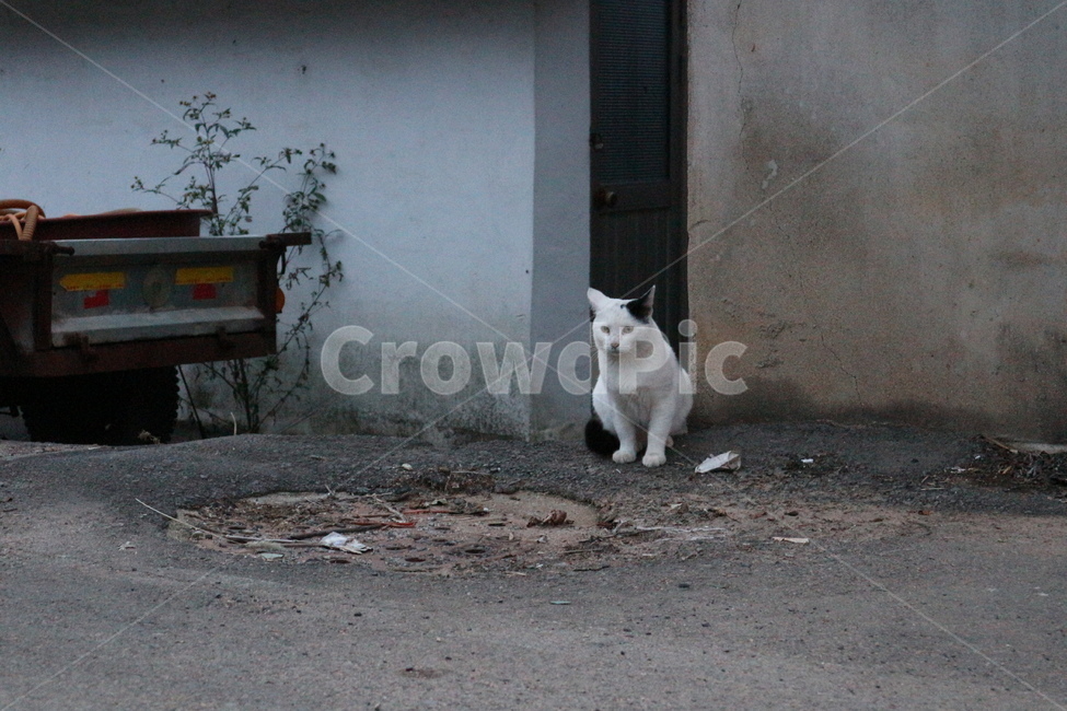 고양이,길고양이,동물,cat,animal,포유류,바둑이,얼룩,점박이,흰고양이,거리,초저녁,해질녘,시골,시골길,경운기,낡은,오래된,산책,산책길,쓸쓸한,외로운,여유로운,mammalia,countryroad,country,road,walk,promenade,tiller,old,lonesome,lonely,relaxed
