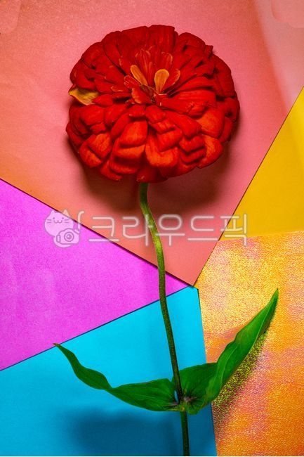 flower,soft,emotional,colored background,color,lighting,gorgeous,atmospheric,red flower,green leaf,colored background,pink,petal,pink background,flower,plant,nature,beautiful