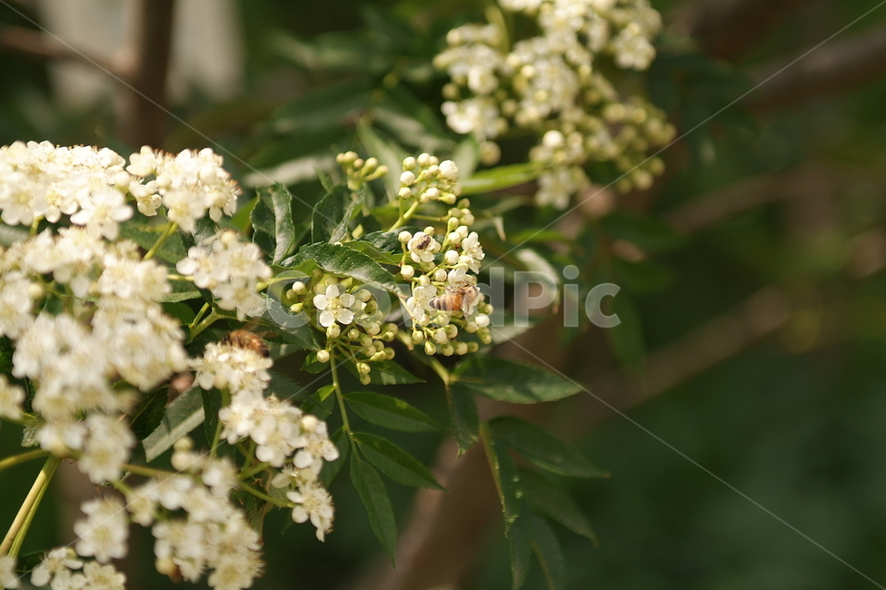 꽃,꿀벌,벌,곤충,감성,색감,컬러,색깔,color,plants,식물,자연,접사,nature,flower