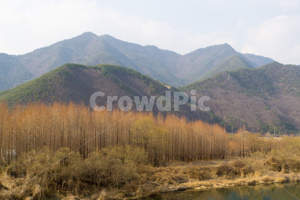 메타세콰이어,숲,산,풍경,자연,나무,봄,자연,풍경,nature,landscape,한국자연풍경,한국자연경관,korea nature landscape,outdoors,옥외,mountain,mountain range,산맥