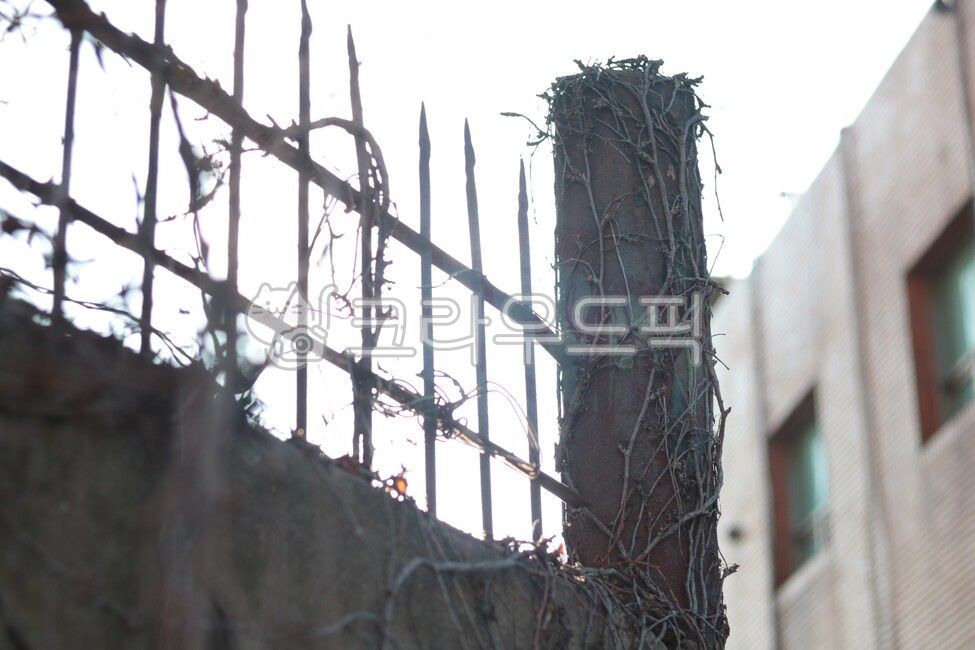 담벼락,담쟁이,덩쿨,벽,골목