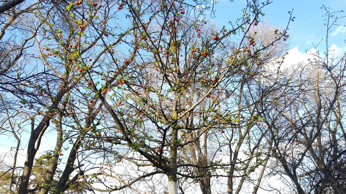 tree,나무,plant,식물,treetrunk,나무줄기,자연