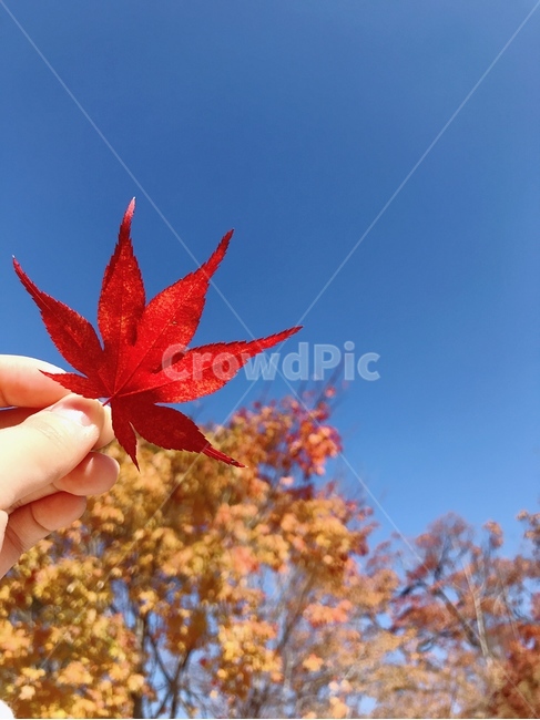 단풍잎,단풍나무,손,가을,하늘,하늘뷰,단풍,가을,계절,fall,autumn,season,leaf,잎,plant,식물,tree,나무