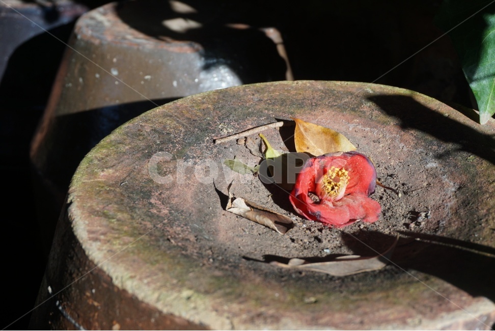 동백꽃,camelliaflower,한송이꽃,낙화,꽃,꽃,flower