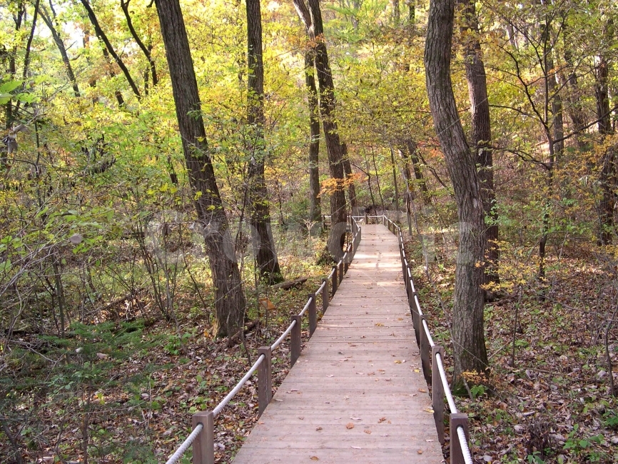 산책로,숲,길,숲길,산책,가을,낙엽,웰빙,힐링,환경,자연,nature,자연,풍경,nature,landscape,가을,계절,fall,autumn,season,building,건물,bridge,다리,boardwalk