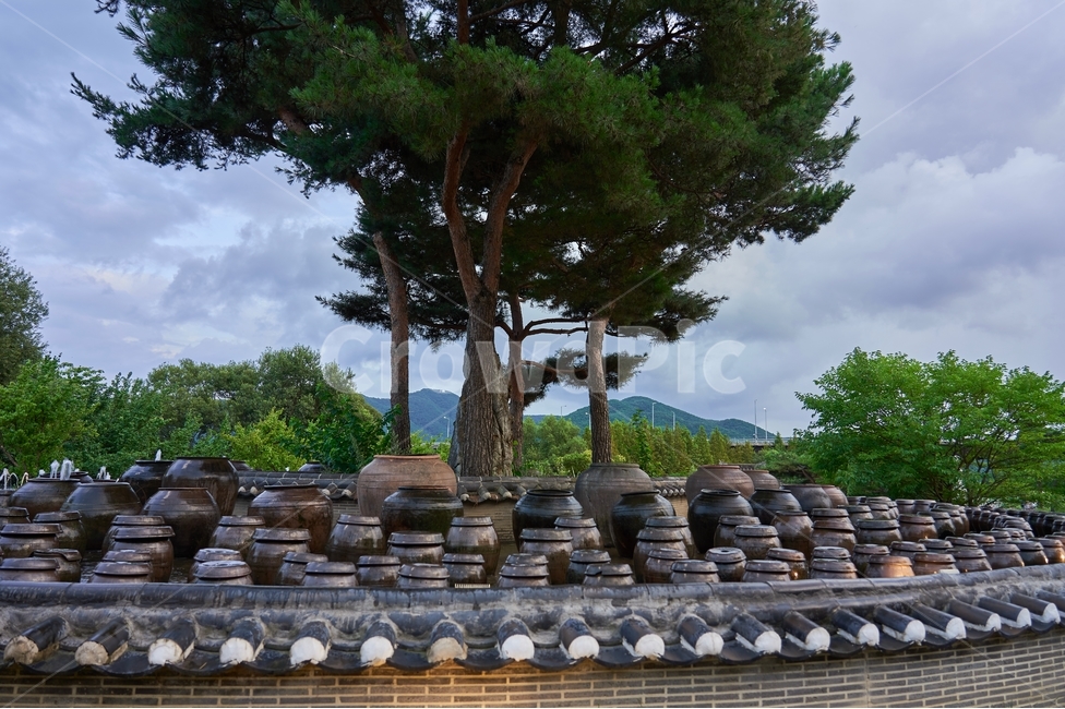 세미원,수목원,소나무,장독대,한옥,기와,여름,하늘,구름
