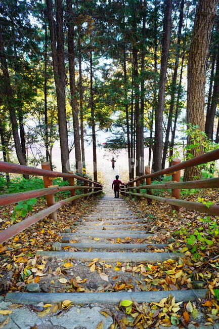 공원,가로수,나무,풍경,길,fall,가을,계절,fall,autumn,season,자연,풍경,nature,landscape,path,통로