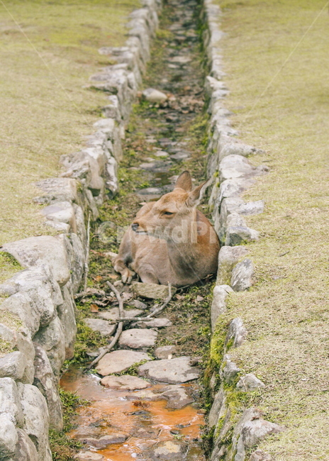 나라공원,사슴공원,동물,사슴,animal,deer,deerpark,동물,animal,포유류,mammal