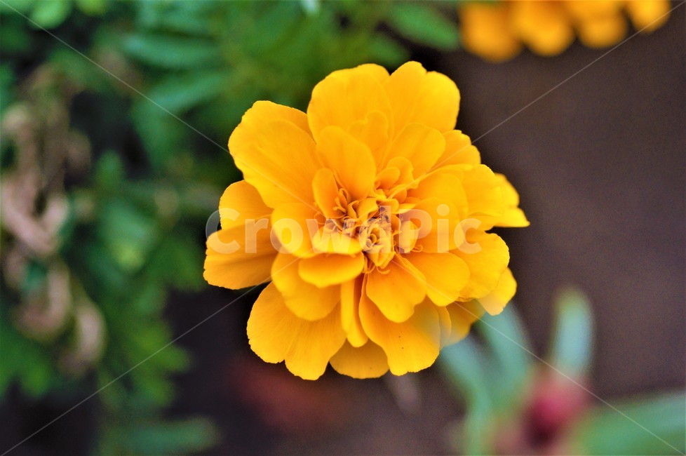 꽃,플라워,야생,색감,질감,자연