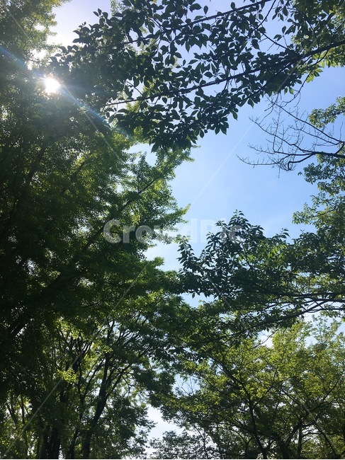 여름,여름하늘,하늘,눈부신,초록,푸르른,summer,cloud,sunny,여름감성