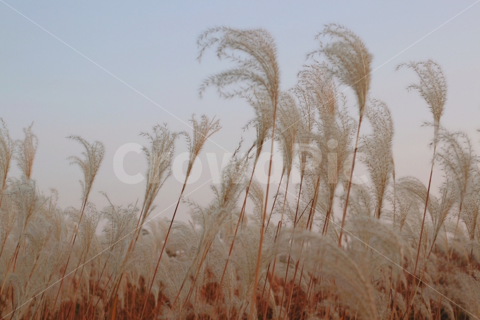 가을,억새,갈대,감성,빈티지,가을,계절,fall,autumn,season,식물,자연,plants,nature,감성,sensible,feeling,grass,잔디,plant,lawn,reed