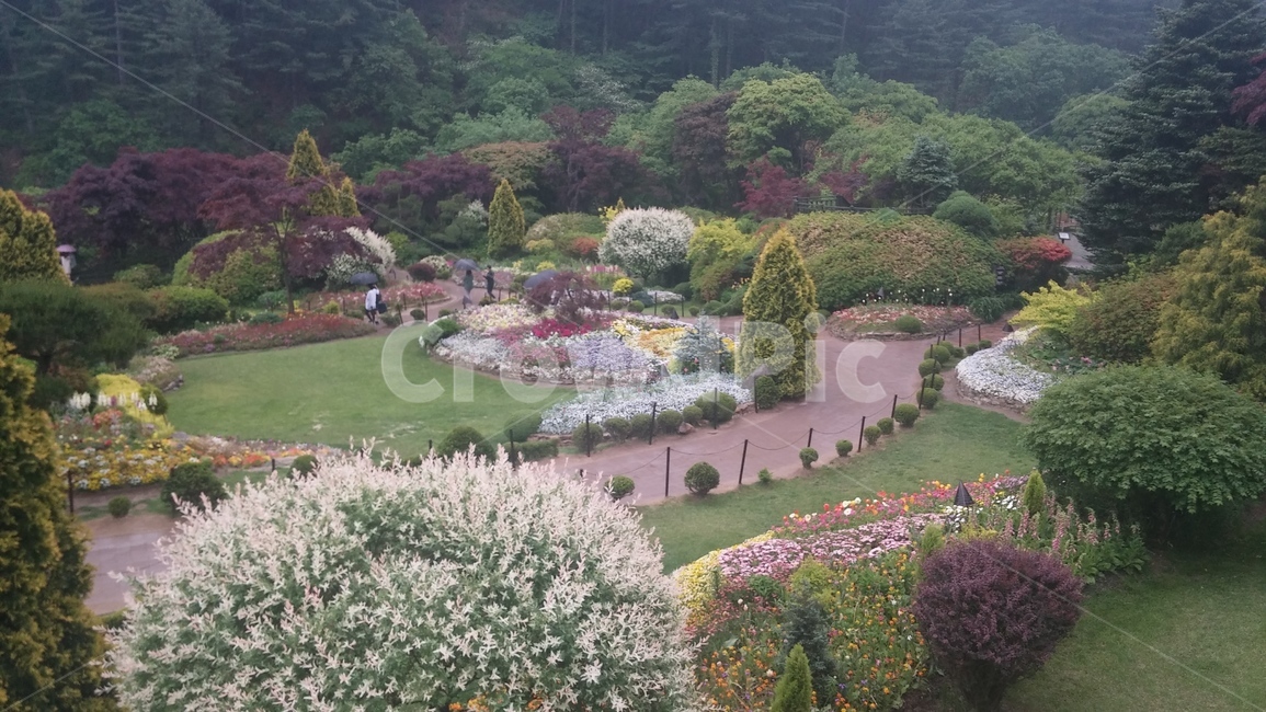 수목원,아침고요수목원,경치,풍경,나무,꽃,비,숲