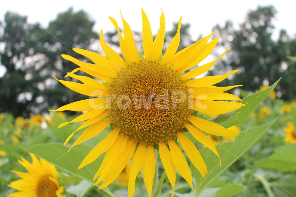 해바라기,꽃,쌍떡잎식물,sunflower,flower
