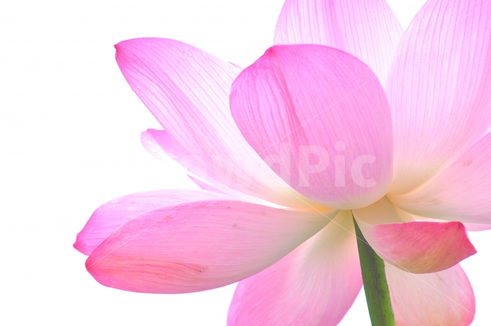 연꽃,분홍꽃,식물,시즌,꽃,연잎,우아함,아름다움,뷰티풀,꽃송이,꽃잎,핑크색,라인,줄무늬,선,불교,양수리,여름꽃,7월,8월,시안,디자인,디자이너,사보,카다로그,브로셔,뉴스레터,모바일,콘텐츠,색감,칼라풀,화려함,광고,잡지,홈페이지,마케팅,배너,팝업,블로그,sns,flower,카리스마,색상,자연,배경,바탕,백그라운드,누끼,출력,실사,출판,편집,홍보용,원고,인쇄용,오브젝트,그린,식물,자연,plants,nature,꽃,flower,누끼,remove background