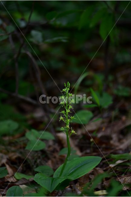 옥잠난초,야생화,꽃,식물,자연,생태,플라워,flower,plants,nature,식물,자연,plants,nature