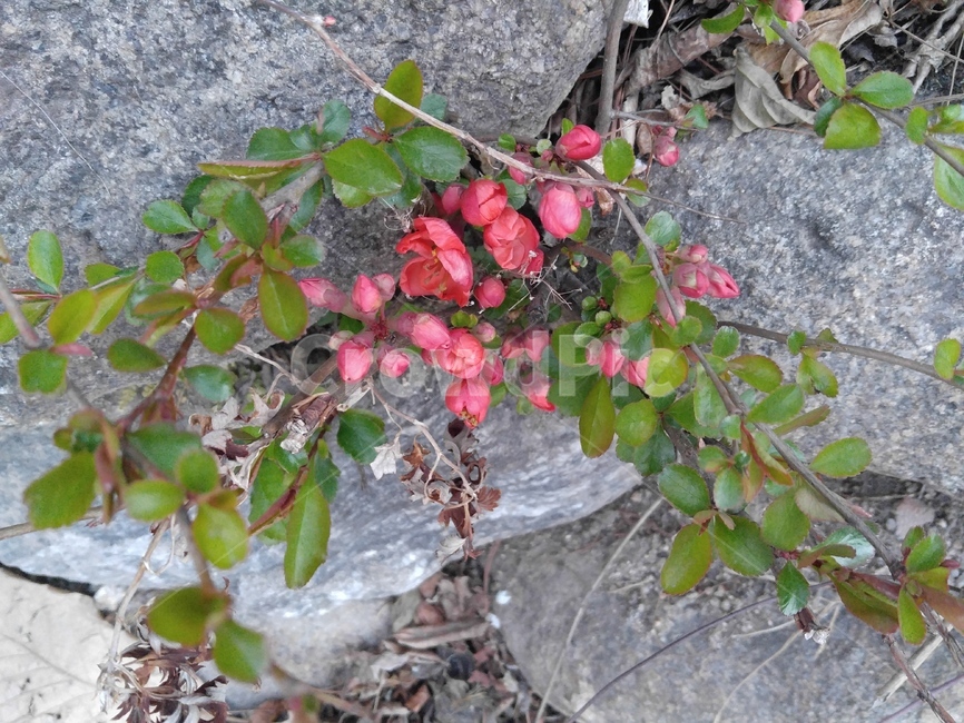 돌,꽃,봄꽃,봄,나무,자연,바위,식물,자연,plants,nature,꽃,flower