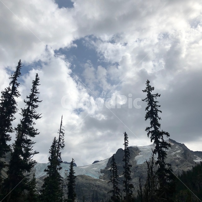 구름,침엽수,plant,abies,식물,tree,나무,fir,전나무,아비,자연,풍경,nature,landscape