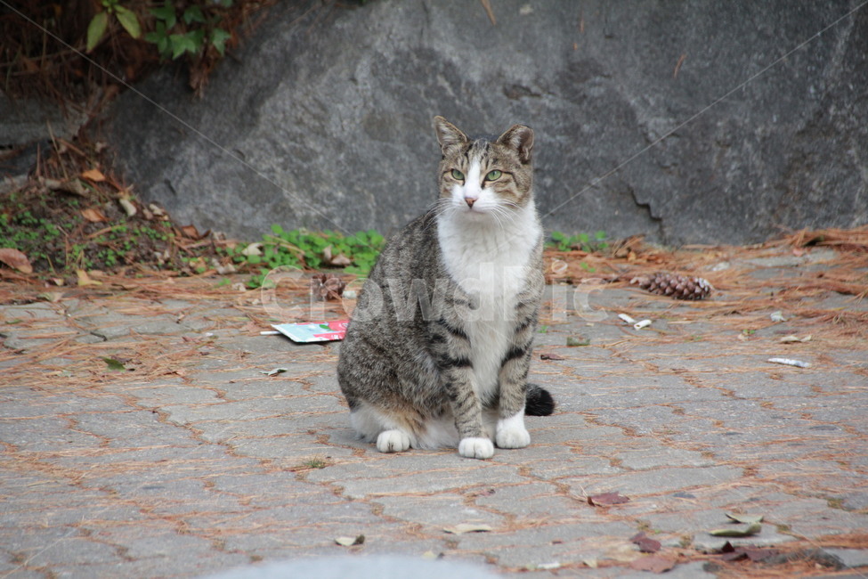 고양이,길고양이,유기묘,냥이,동물,가을,낙엽,cat,animal,점박이,동물,animal,포유류,mammal,고양이,cat,kitten,kitty