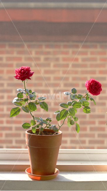 flower,꽃,장미,rose,벽돌,식물,plant,화분