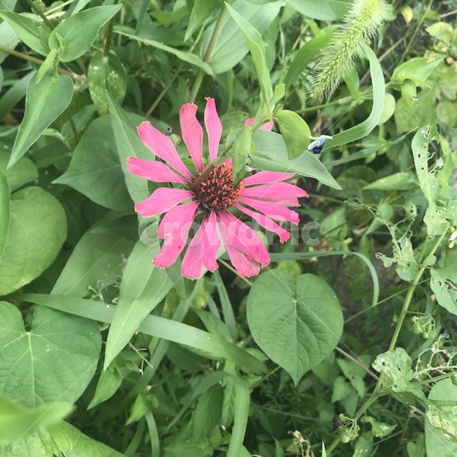 식물,국화,plant,flower,풀,식물,자연,plants,nature,꽃,flower