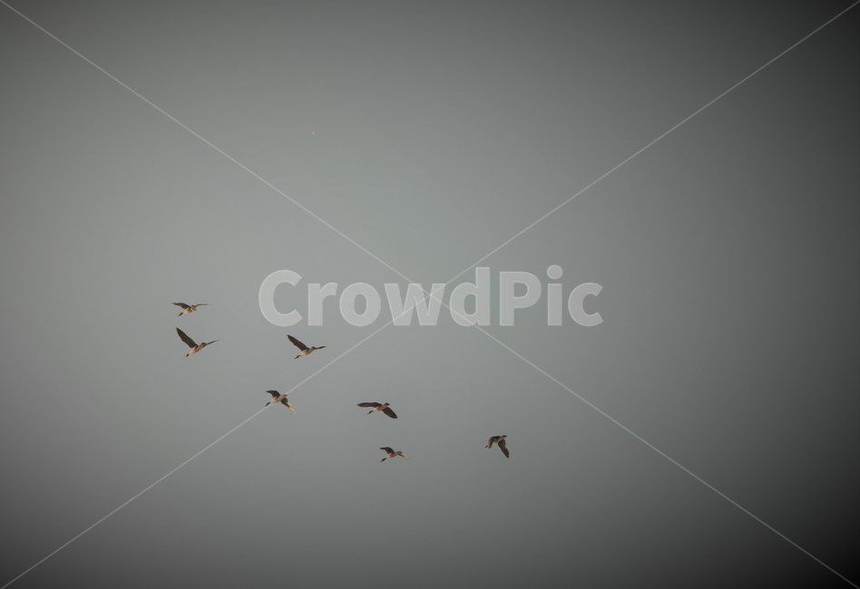 기러기,철새,가을,들녘,들판,동물,animal,조류,새,birds