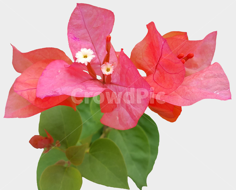 식물,flower,꽃,꽃잎,plant