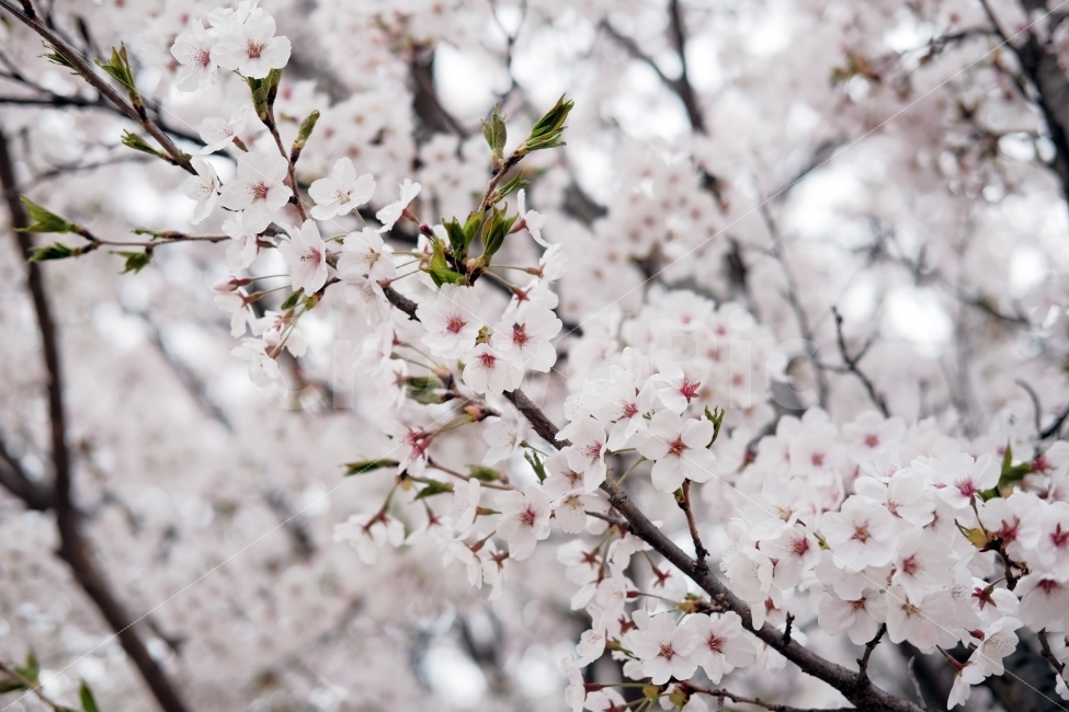 벚꽃,꽃,플라워,봄,따뜻,분홍,봄,계절,spring,season,식물,자연,plants,nature,꽃,flower,plant,blossom