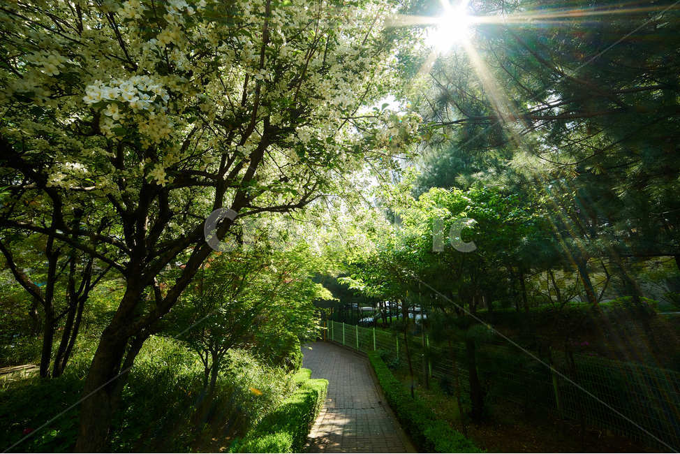 초록,나무,푸른,길,상쾌,산책,여유,릴렉스,빛내림,빛갈라짐,자연,풍경,nature,landscape,휴식,힐링,rest,relaxation,healing,outdoors,옥외,flare,플레어,light,빛,garden,정원,arbour,정자