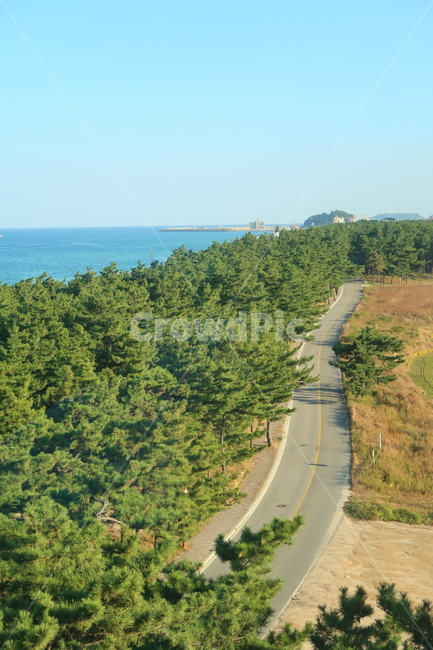 자연,하늘,바다,숲,소나무,해안도로,블루,그린,자연,풍경,nature,landscape,land,땅,outdoors,옥외,경치,plant,식물,vegetation,초목,scenery,ocean,대양,sea,water,물,shoreline,해안선