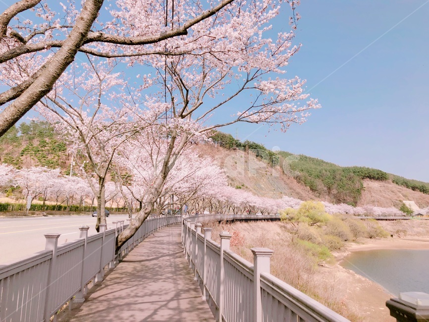 봄,벚꽃,벚꽃길,합천,꽃,봄,계절,spring,season,자연,풍경,nature,landscape,plant,식물