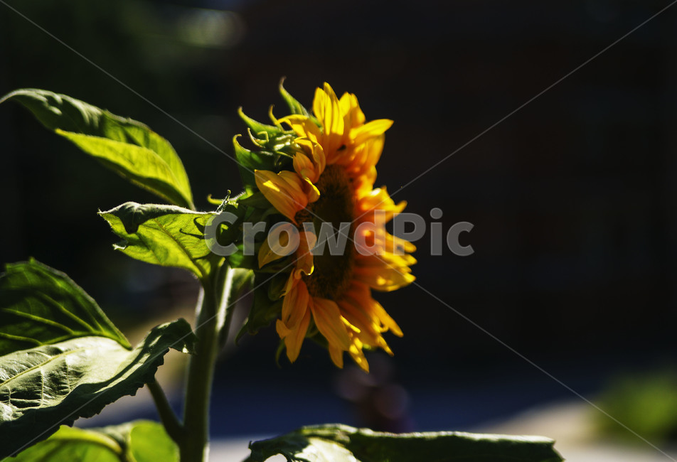 꽃,해바라기,기다림,행운,부자,여름,계절,summer,season,식물,자연,plants,nature,꽃,flower,plant,blossom